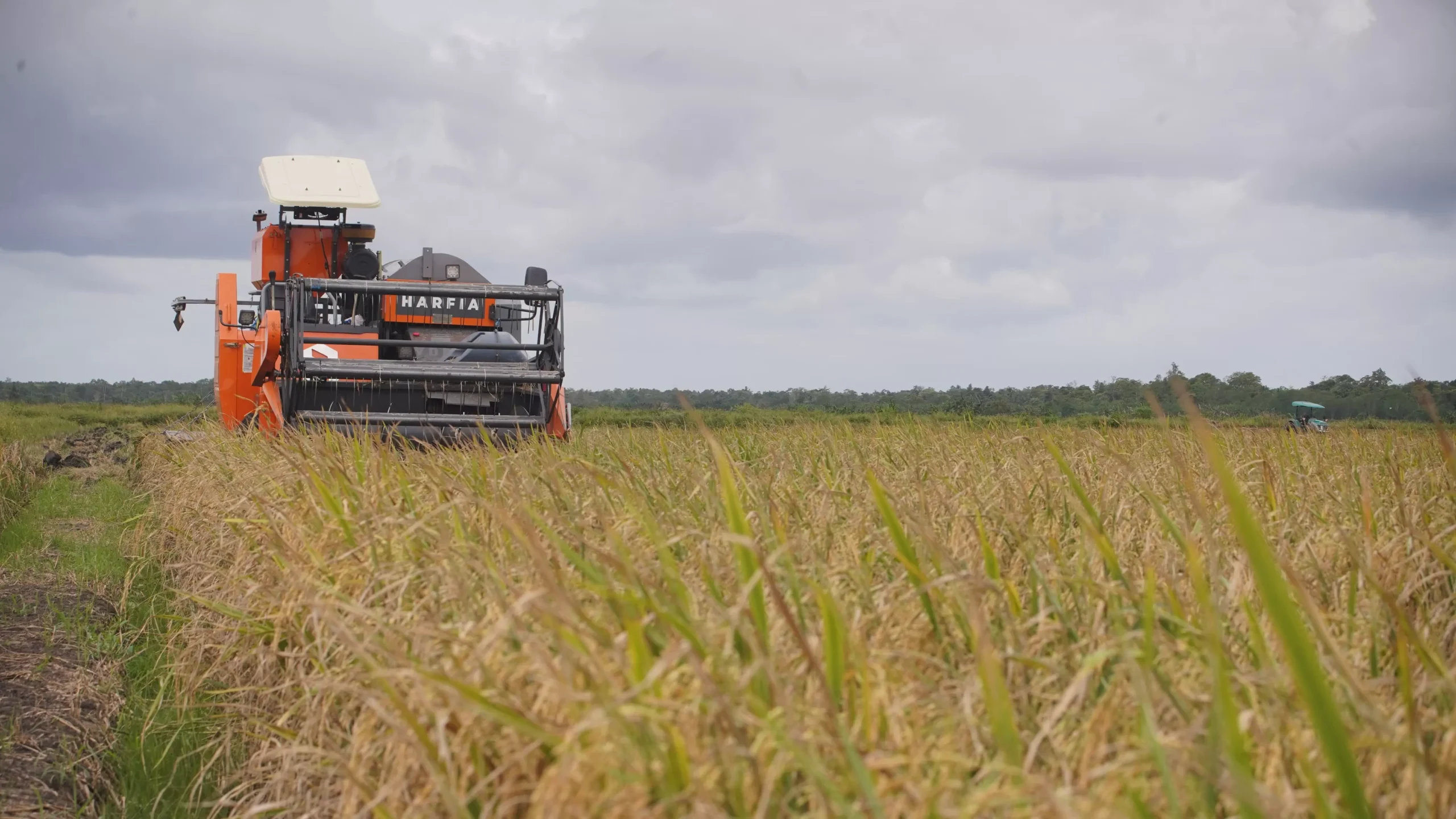 BPS: Produksi Beras Meningkat 52,32% pada Januari-Maret 2025